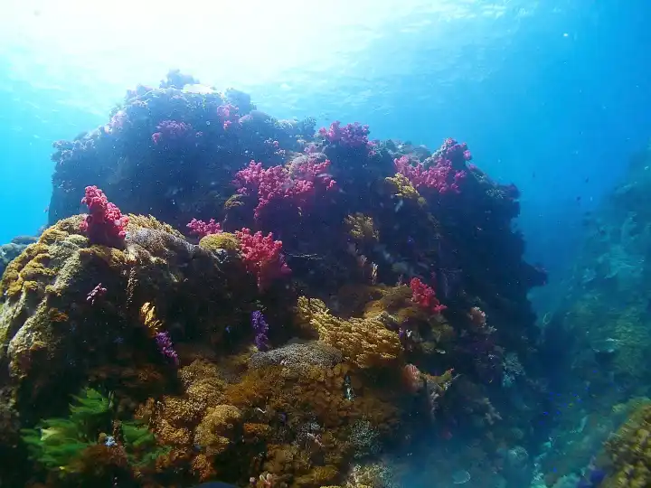 愛媛国立公園｜海辺のシュノーケリング散策
